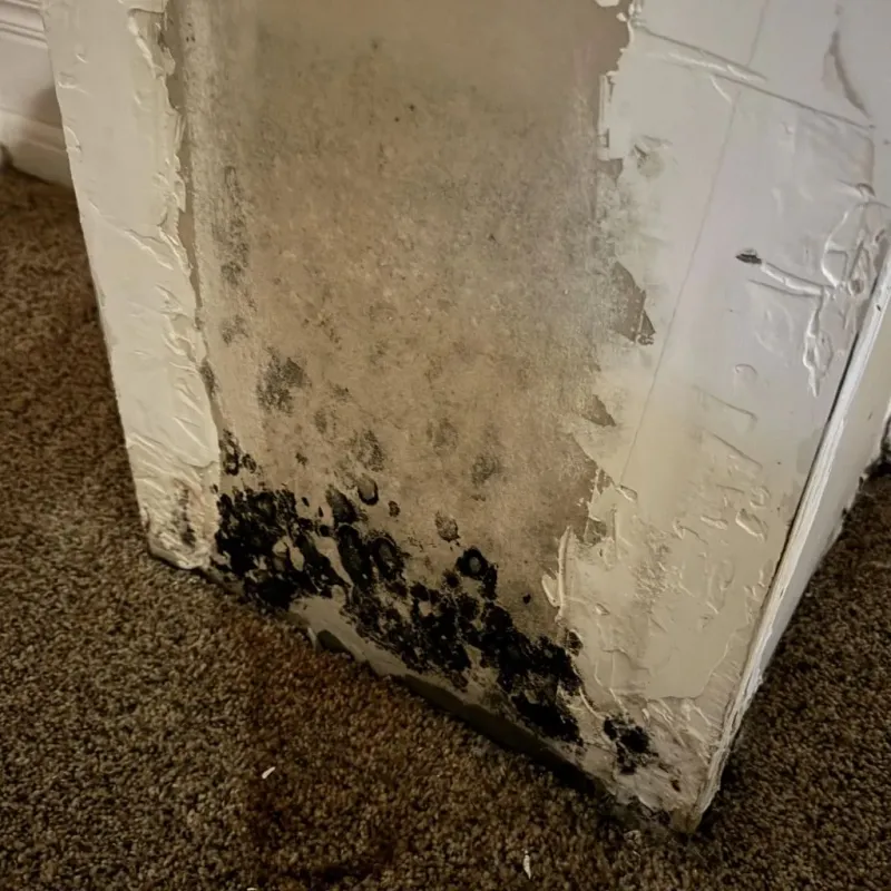 Professional Mold Removal in South Miami, FL
